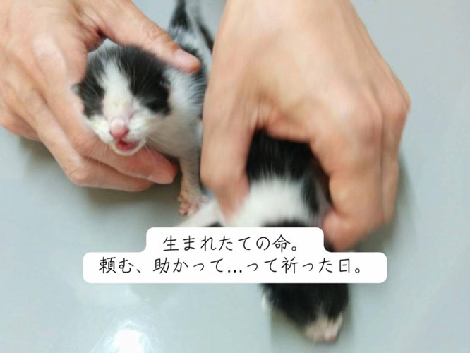 目が開いていない子猫