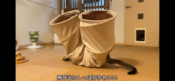 謎の生き物