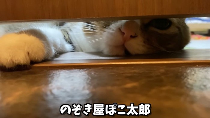 隙間から前足を入れてのぞく猫