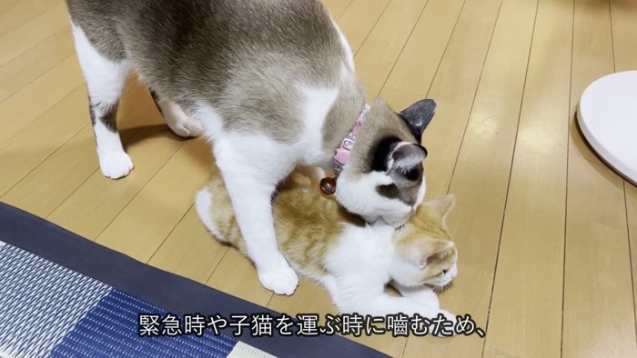 子猫の首根っこを咥える猫