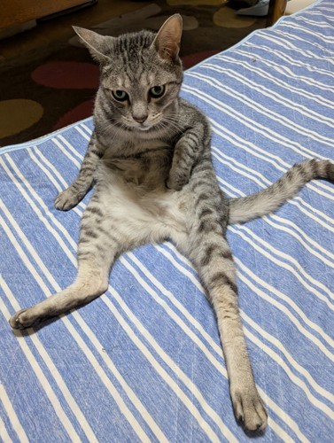 後ろ足を伸ばして座る猫