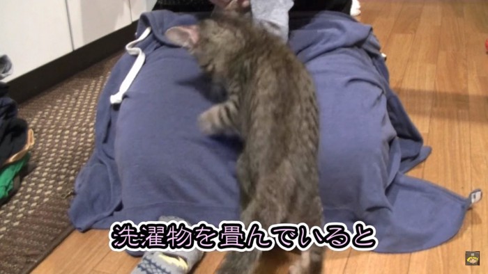 邪魔猫発揮する子猫