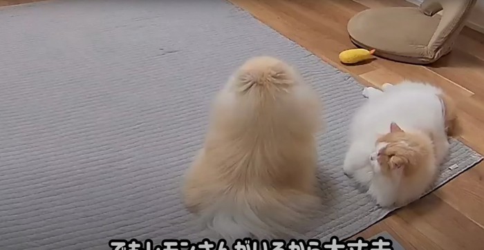 寝転がる猫と座る犬