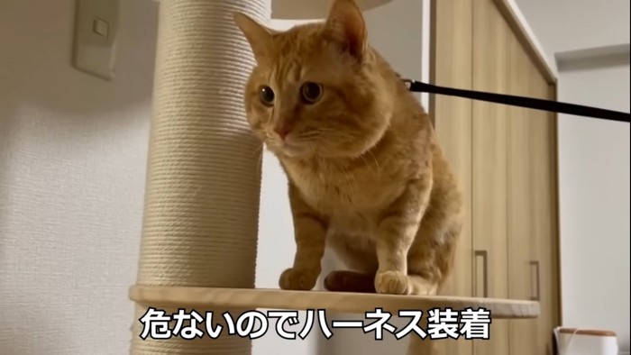 目を丸くする先住猫