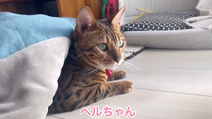 赤い鈴の猫