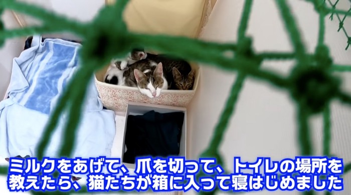 うとうとする猫たち