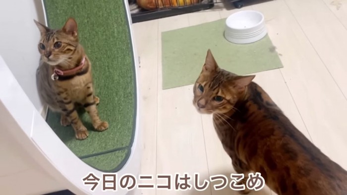 座る猫と振り向く猫