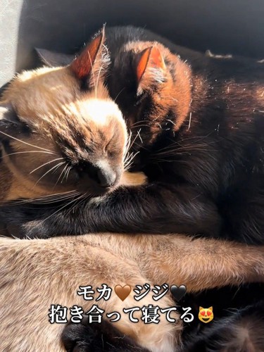 シャム柄の猫と黒猫