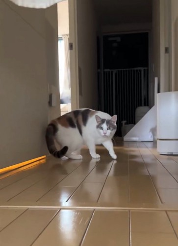 姿勢を低くする猫