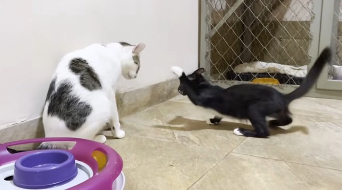 先住猫にちょっかいをかける子猫