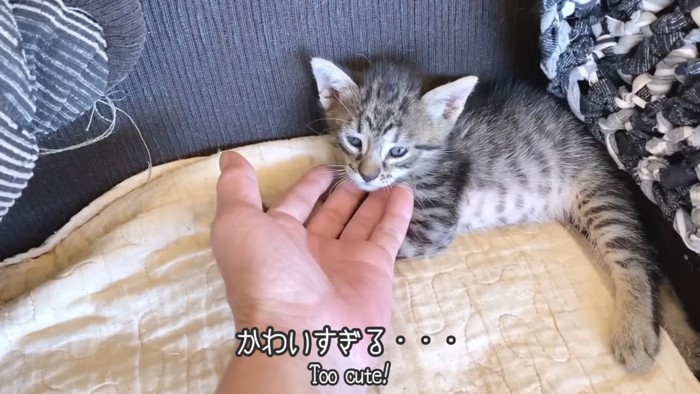 受け入れ希望の子猫