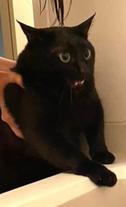 浴槽のふちでびっくり顔の黒猫のアップ