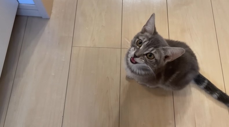 見上げて鳴く子猫