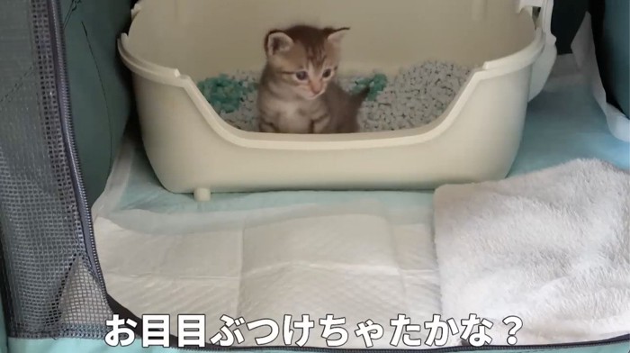 トイレの中で座る猫