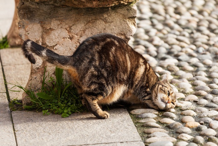 地面に顔をこすりつける猫