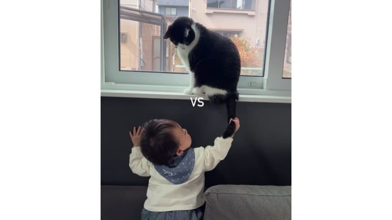 猫と赤ちゃん