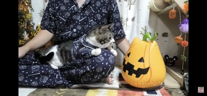 かぼちゃのおもちゃを見つめる猫