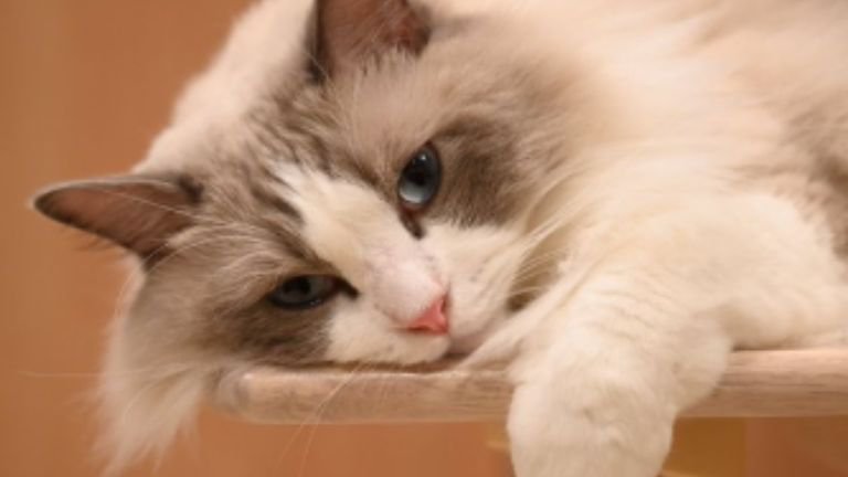 寝ている猫
