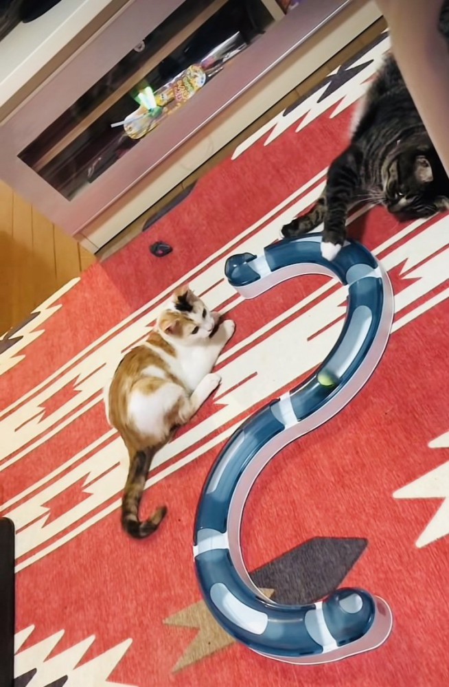 ボールで遊ぶ三毛猫とキジトラ猫