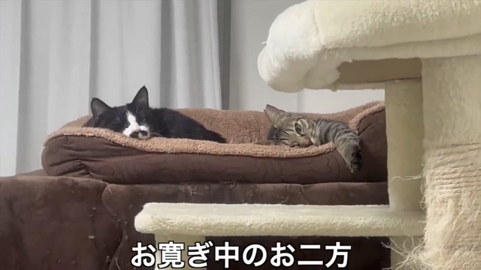 キャットタワーのベッドで寝ている猫2匹