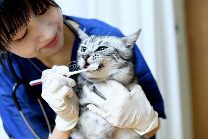 猫の歯磨きをする女性