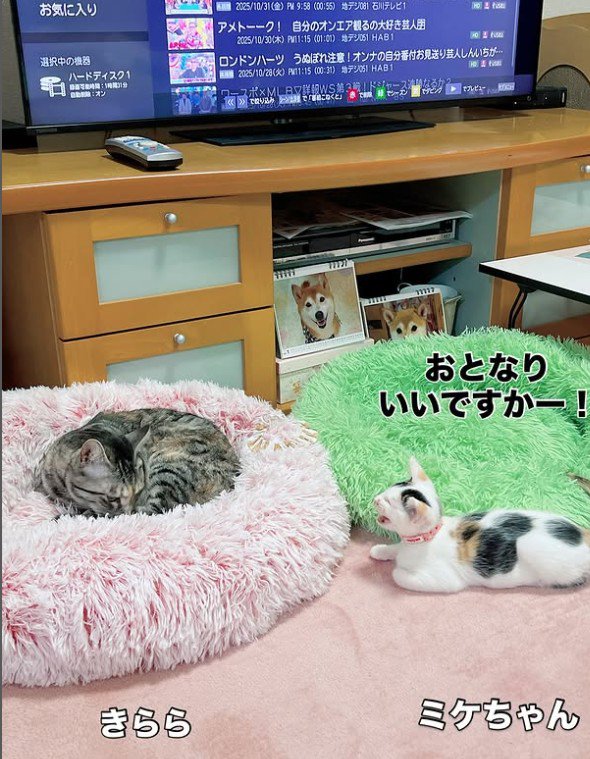 寝ている猫と鳴いている子猫