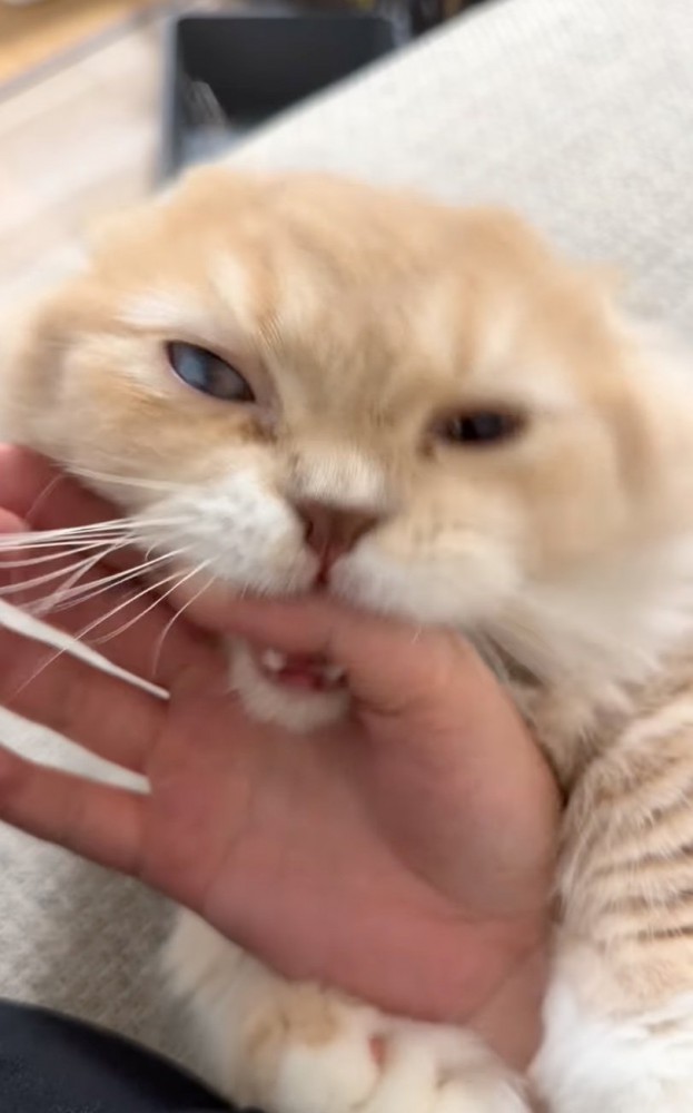 じゃれつく猫