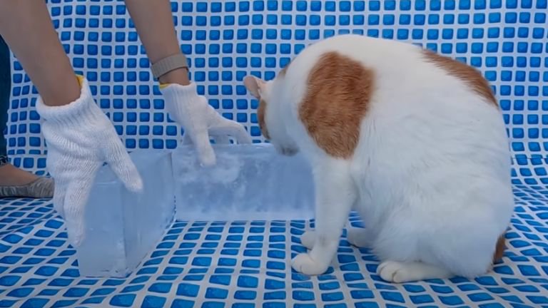 氷と毛づくろいしている猫