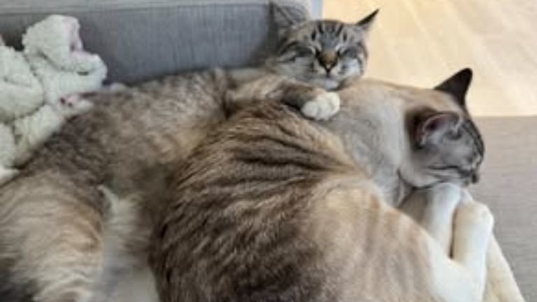 一緒に眠る猫