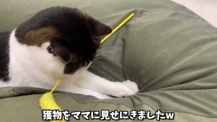 猫じゃらしをくわえる猫