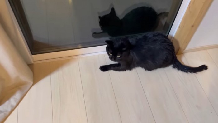 窓の近くにいる黒猫