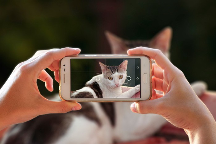 スマホで写真を撮られる猫