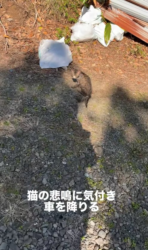 屋外でお座りをしてカメラの方を見つめる子猫