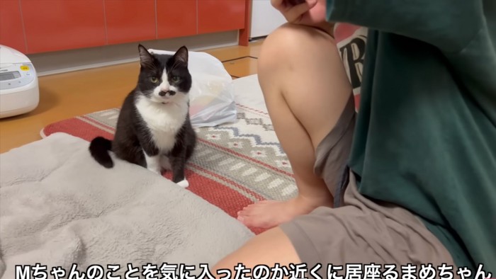 近くにいたい猫