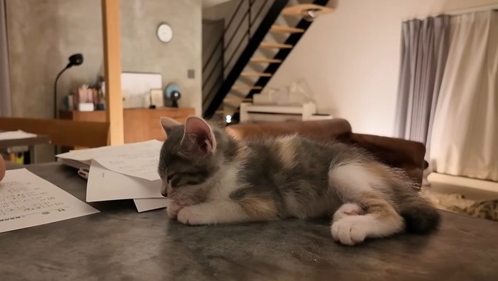 机の上で寝ている子猫