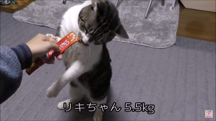 リキちゃん5.5kg