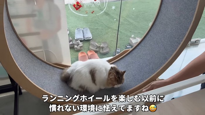 ランニングホイールに乗る猫