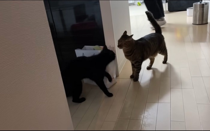 無視する猫