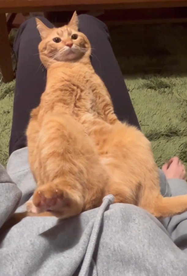 座っている猫
