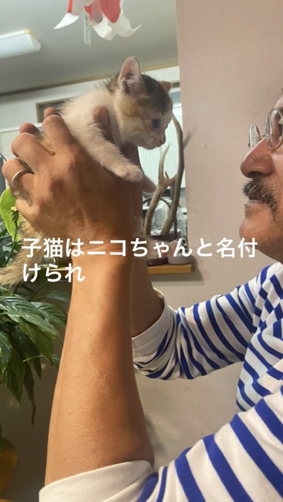 抱っこされる子猫