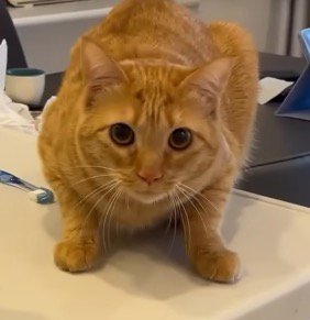 体勢を低くして飼い主を見つめる猫