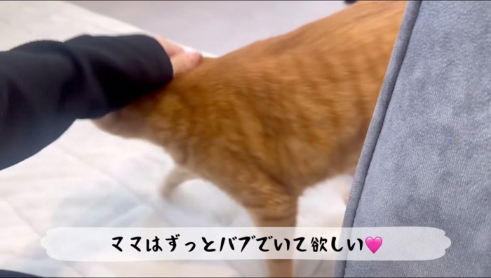 茶トラ猫の頭を撫でる飼い主