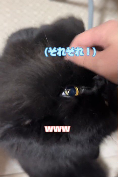 顔をなでられる猫