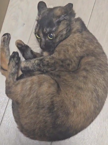 股を広げてしっぽの毛づくろいをする猫
