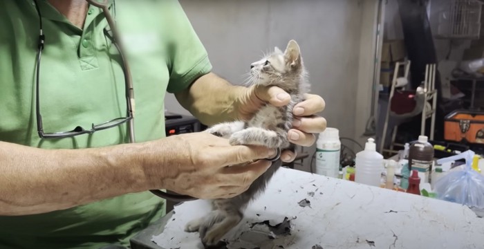 診察台の上で聴診器をあてられている子猫