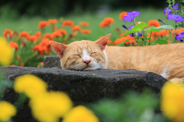 暖かな場所にいる猫