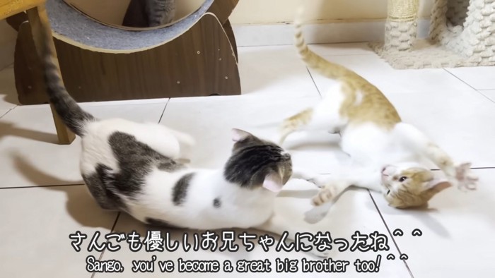 猫パンチをする子猫