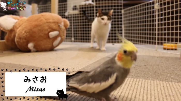 インコと白黒の猫