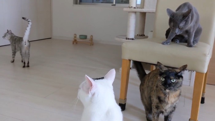 4ショット