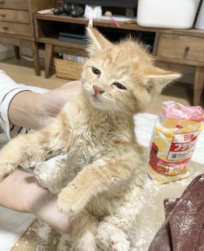 粉まみれの子猫